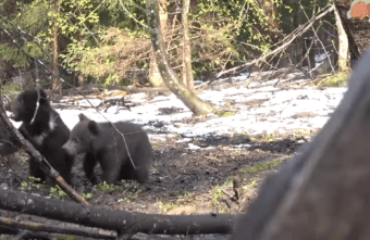 В Тверской области опубликовали видео выхода медвежат из берлоги