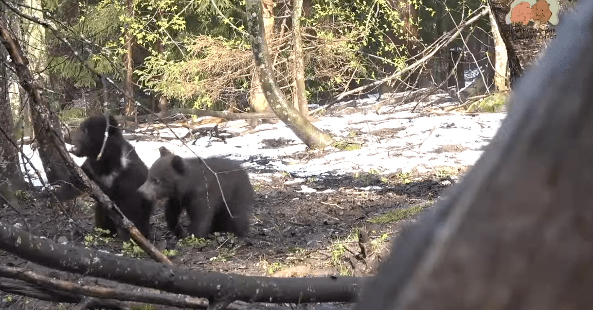 В Тверской области опубликовали видео выхода медвежат из берлоги
