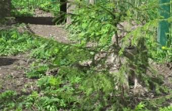 В Тверской области сняли на видео сидящую в засаде рысь