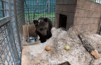 Спасенный в Тверской области медвежонок Паддингтон показал звериную пасть