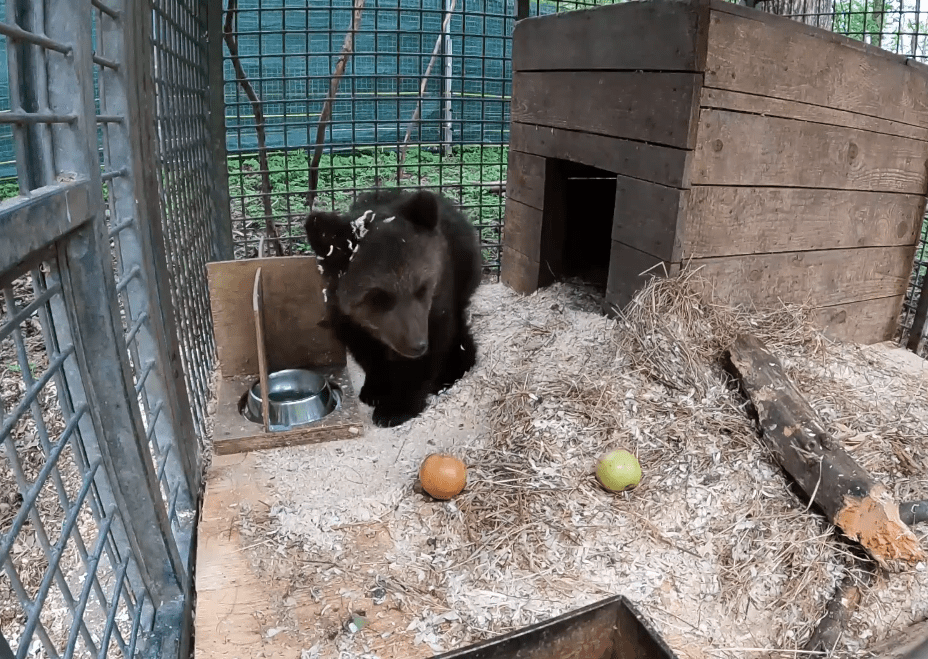 Спасенный в Тверской области медвежонок Паддингтон показал звериную пасть