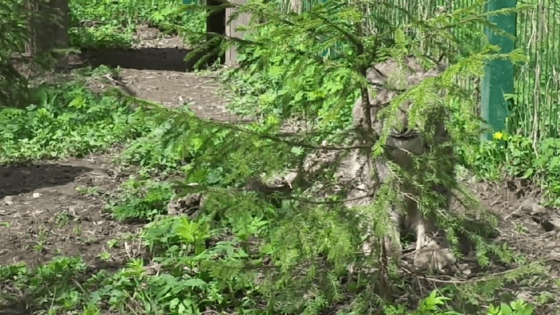 В Тверской области сняли на видео сидящую в засаде рысь