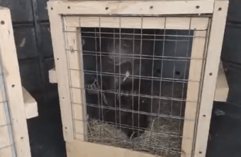 Трех медвежат из далекого Сургута отправили в Тверскую область на самолете   Трех медвежат из далекого Сургута отправили в Тверскую область на самолете