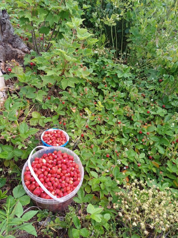 Жители Тверской области носят из леса полные корзинки ягод и грибов    