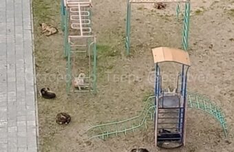 В Твери агрессивные собаки нападают на прохожих