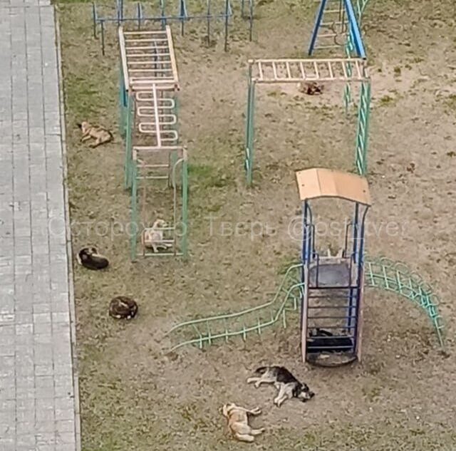 В Твери агрессивные собаки нападают на прохожих