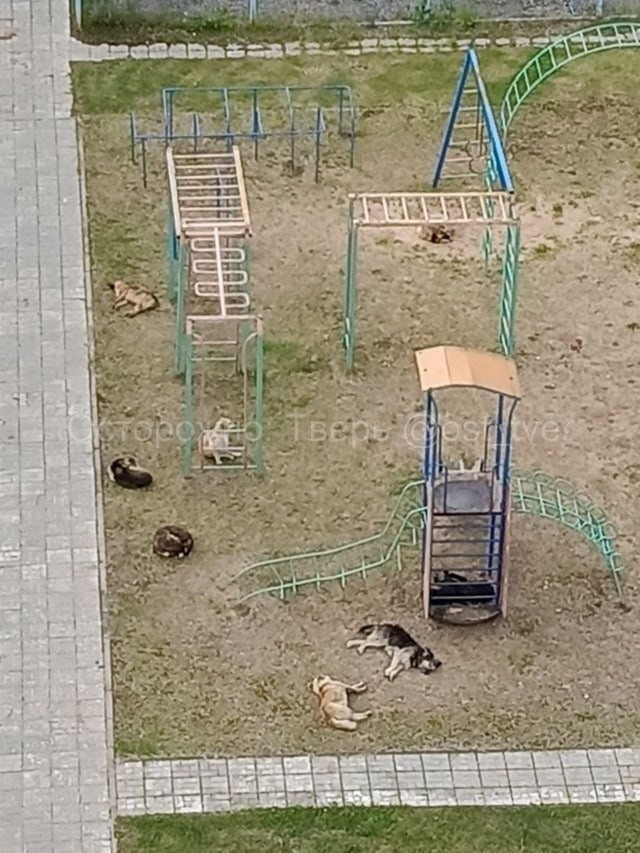 В Твери агрессивные собаки нападают на прохожих