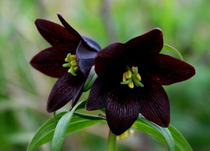 В Твери цветут съедобные шоколадные лилии