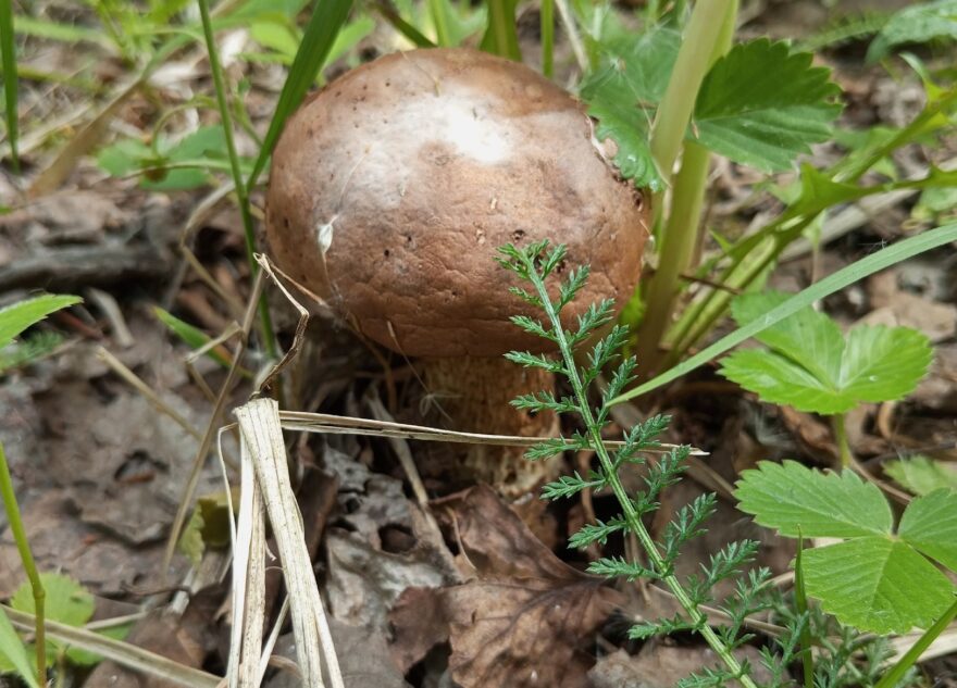В выходные жители Тверской области открыли грибной сезон