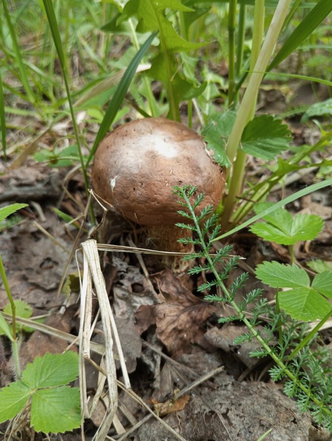 В выходные жители Тверской области открыли грибной сезон