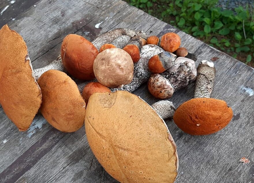 Дождались: во многих районах Тверской области пошли грибы