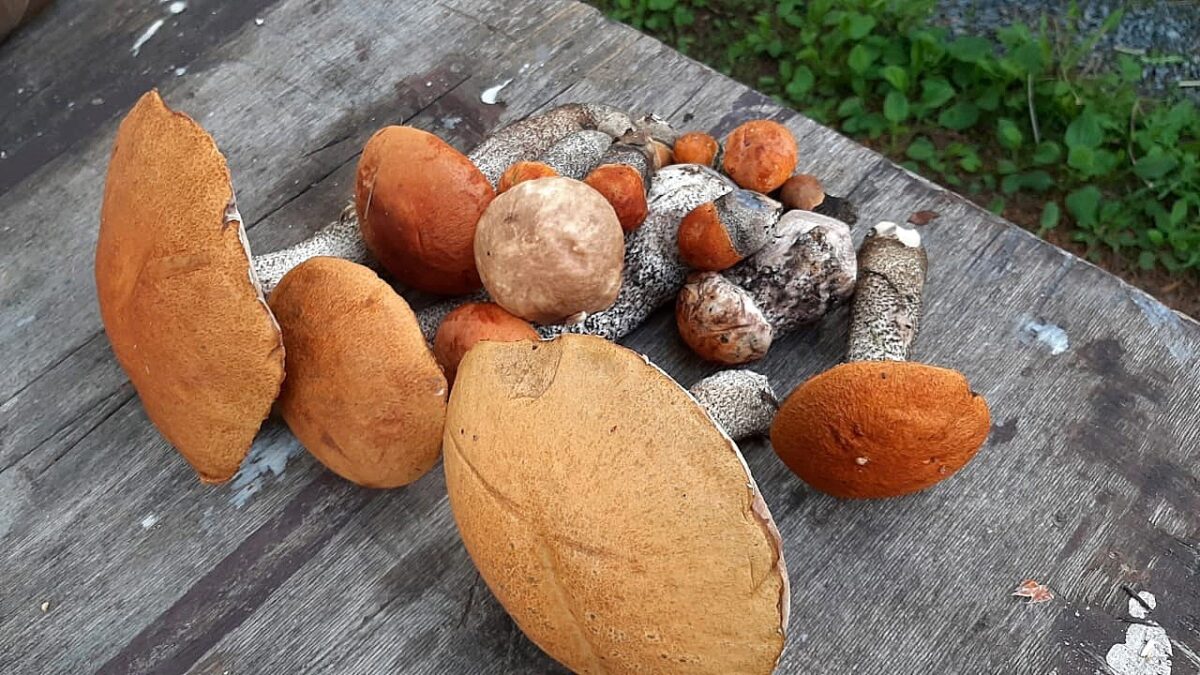 Дождались: во многих районах Тверской области пошли грибы