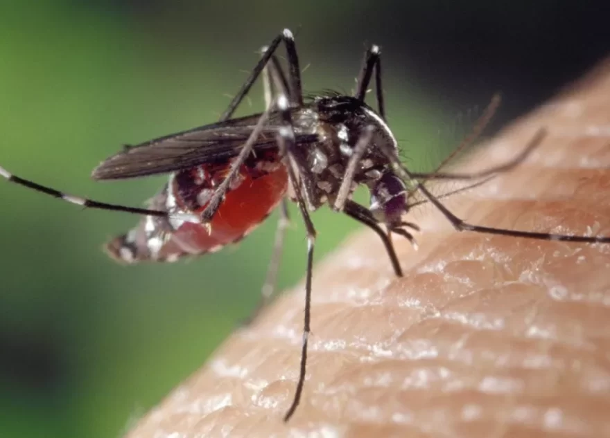 Ученые рассказали, как комары выбирают себе жертву для укуса
