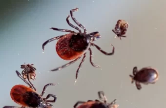 В Тверской области зарегистрированы первые заразившиеся инфекциями, передающимися от клещей