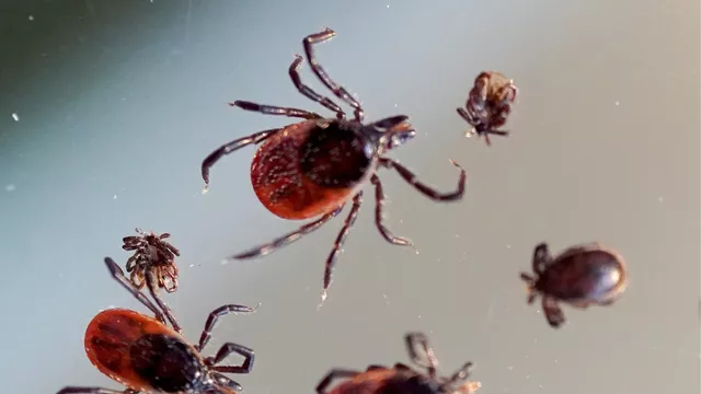 В Тверской области зарегистрированы первые заразившиеся инфекциями, передающимися от клещей