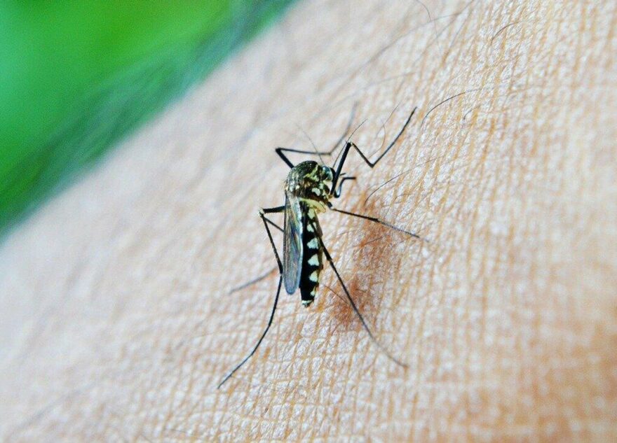 Врач рассказала, какие инфекции можно подхватить от комаров в России