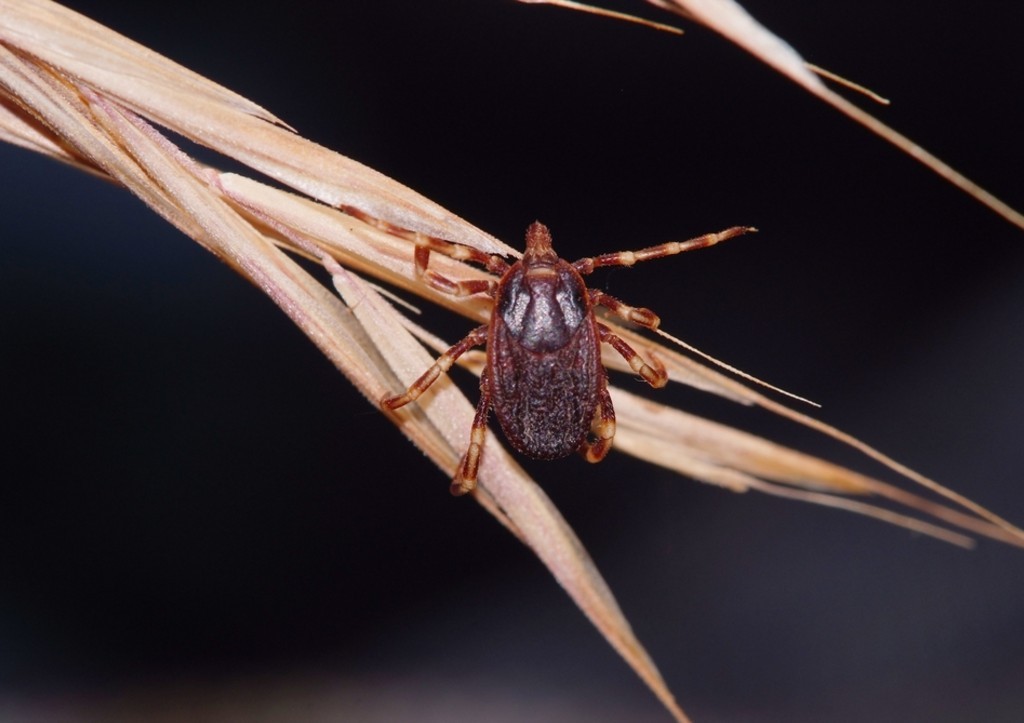 Врач рассказал, как защитить себя от смертельно опасных клещей-мутантов Врач рассказал, как защитить себя от смертельно опасных клещей-мутантов