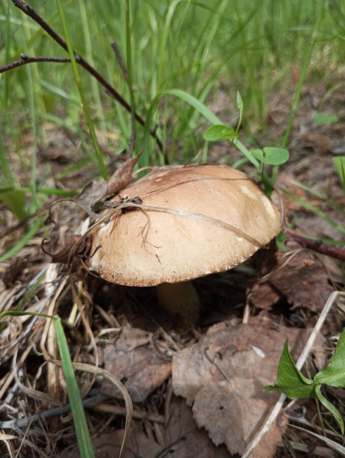 В выходные жители Тверской области открыли грибной сезон