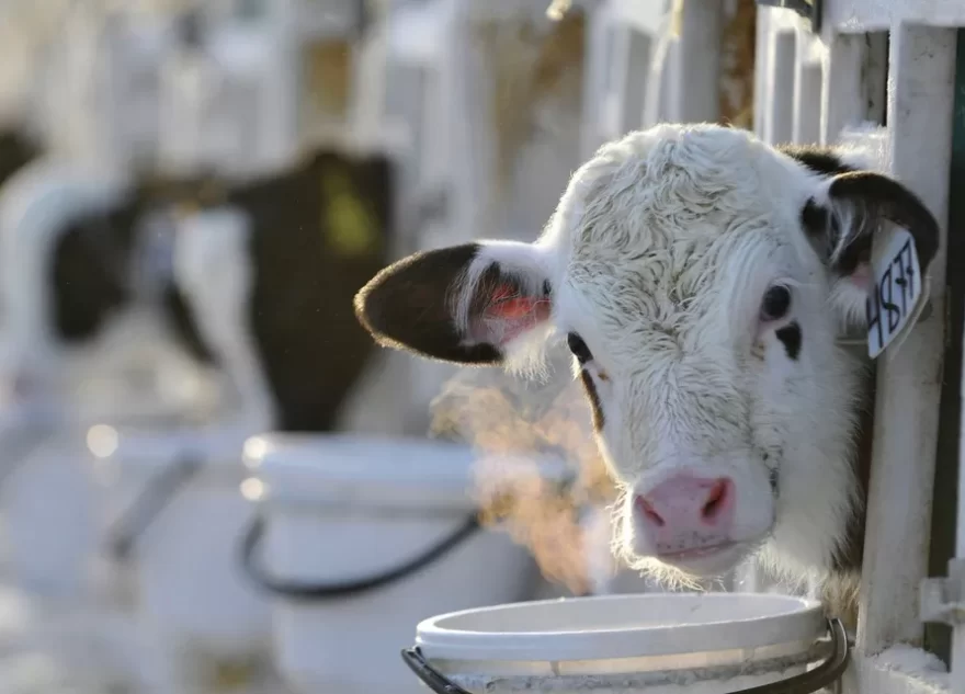 В Тверской области ночью с фермы выкрали маленького теленка