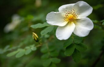 Синоптики рассказали, сколько продержится в Тверской области сухая солнечная погода Синоптики рассказали, сколько продержится в Тверской области сухая солнечная погода