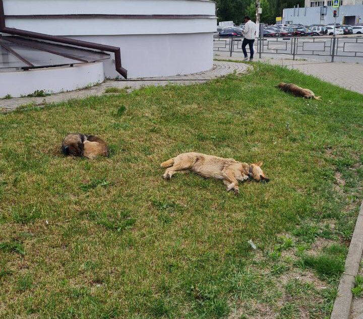 Спящих у вокзала в Твери собак приняли за мертвых