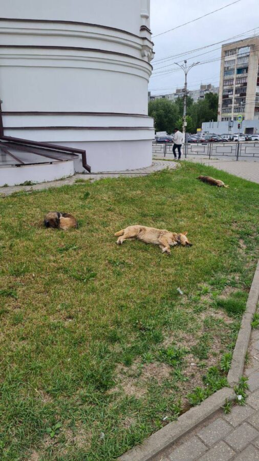 Спящих у вокзала в Твери собак приняли за мертвых