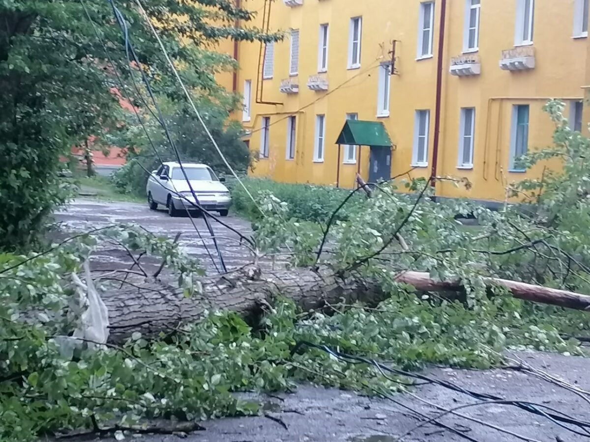 В Тверской области дерево упало на столб, а он на автомобиль | ТОП Тверь  новости