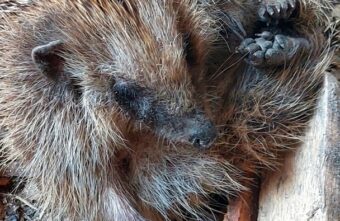 У жительницы Тверской области появились очень колючие соседи