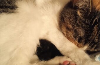 В Твери кошка спасла птенчика, который выпал из гнезда В Твери кошка спасла птенчика, который выпал из гнезда