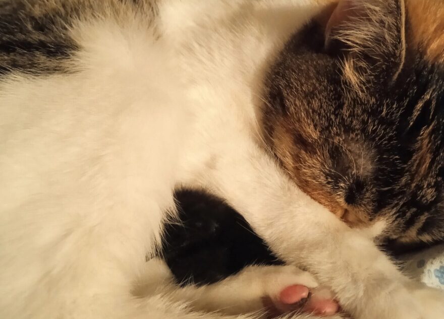 В Твери кошка спасла птенчика, который выпал из гнезда