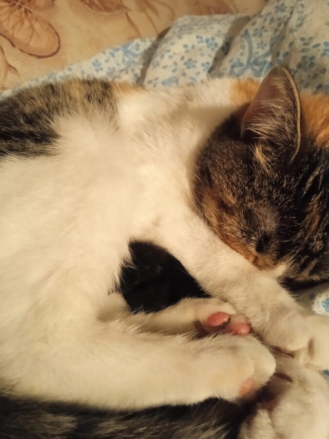 В Твери кошка спасла птенчика, который выпал из гнезда