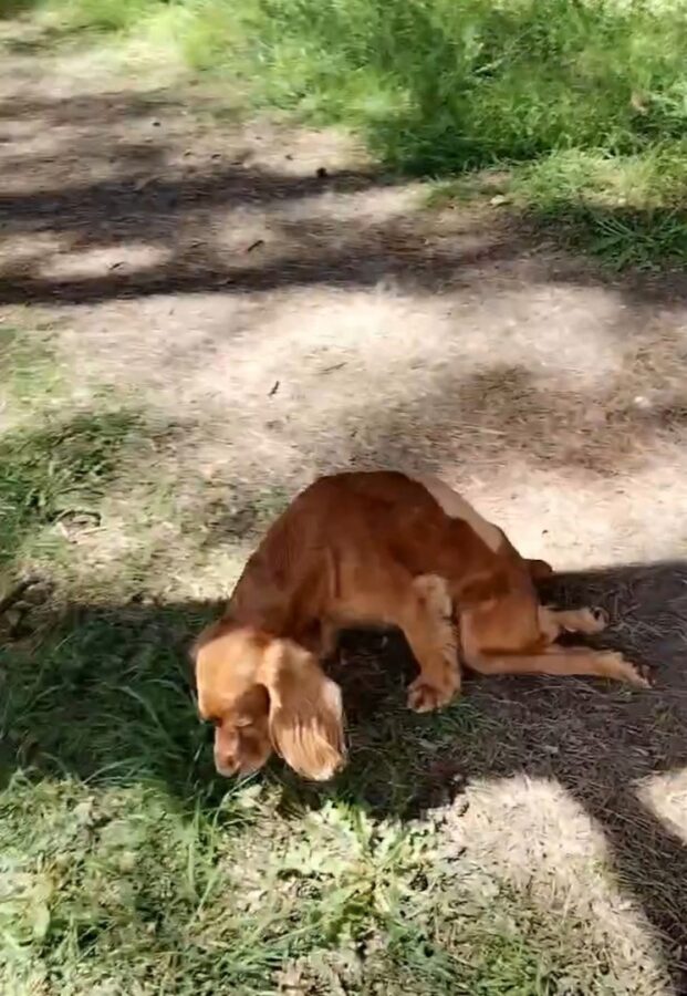 В Твери чудо-врач вернул собаке возможность бегать и прыгать