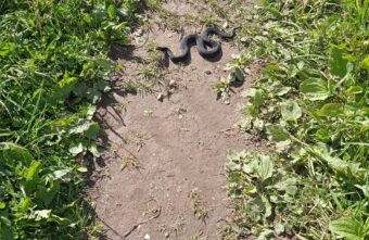 В Тверской области гадюки приползли к самой ферме