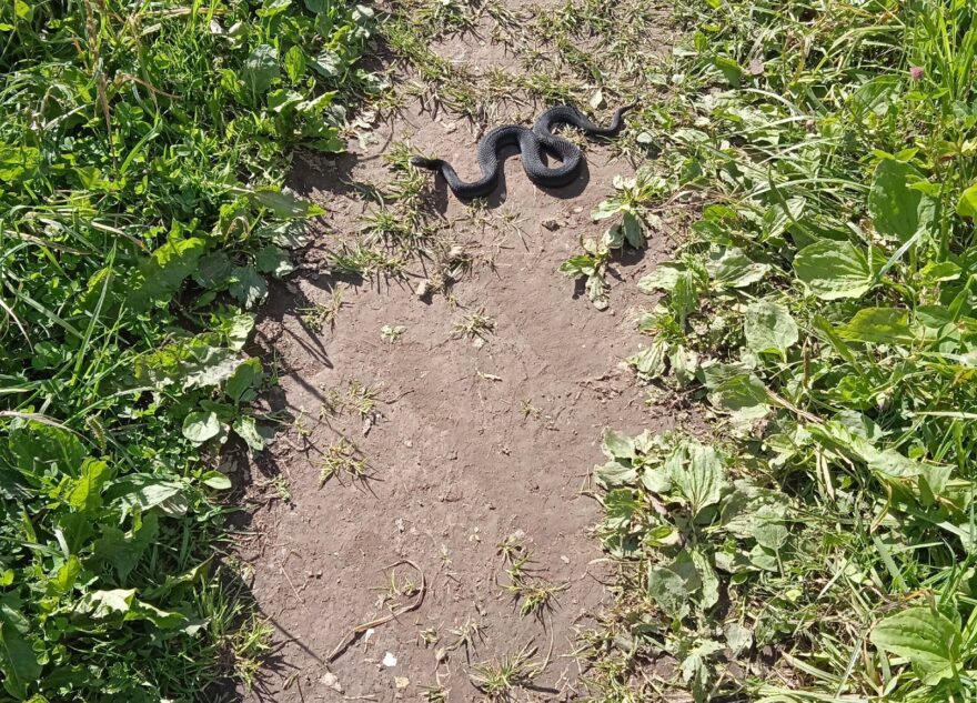 В Тверской области гадюки приползли к самой ферме
