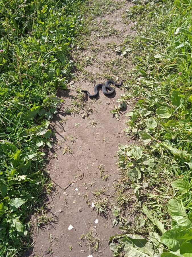 В Тверской области гадюки приползли к самой ферме В Тверской области гадюки приползли к самой ферме