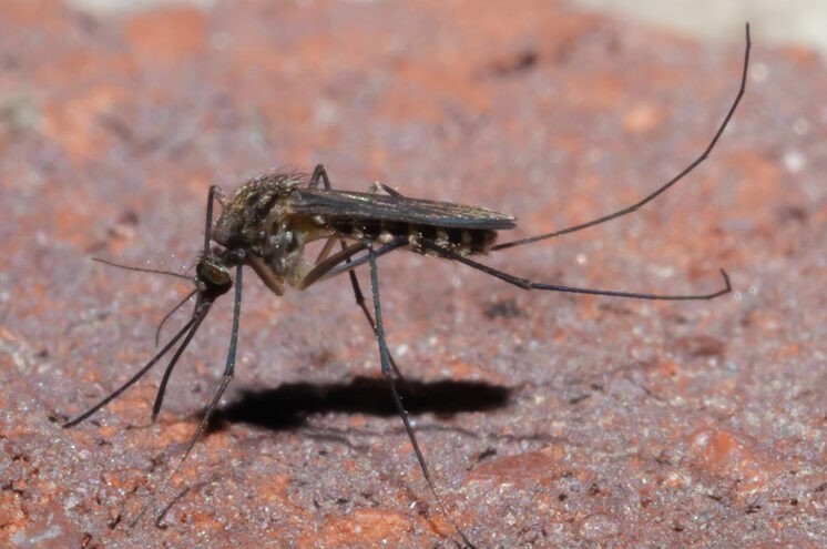 Эксперты объяснили, откуда в Тверской области полчища агрессивных комаров