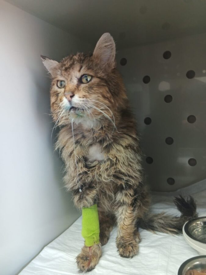 В Твери волонтеры спасают умирающего кота, ставшего очередной жертвой дачников