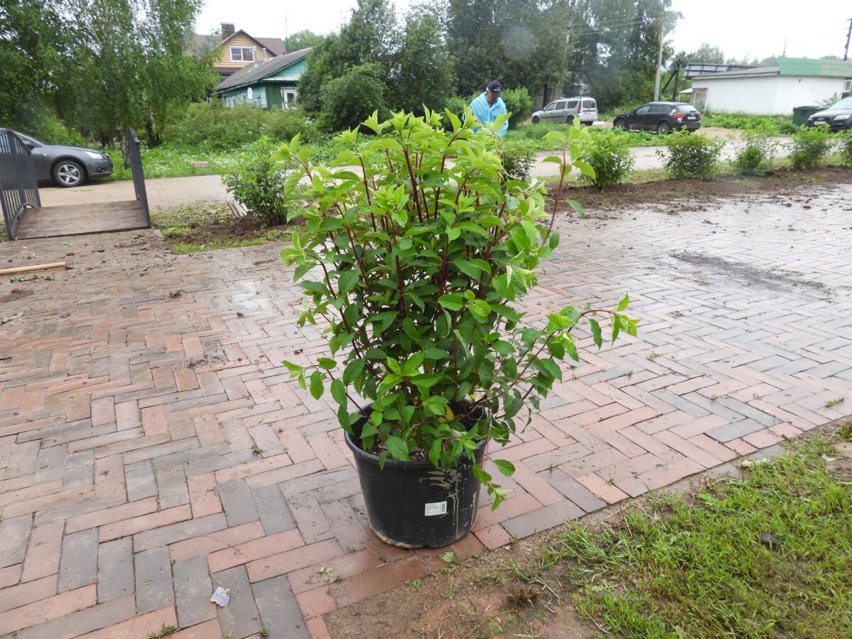 Больше 1000 растений высадили в Литературном сквере в Калязине