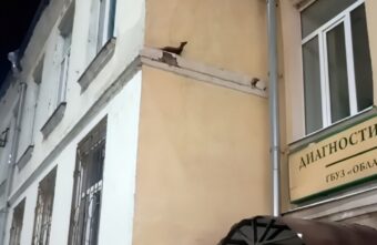 Жители Твери засняли на видео хищного зверя, гуляющего по центру города Жители Твери засняли на видео хищного зверя, гуляющего по центру города