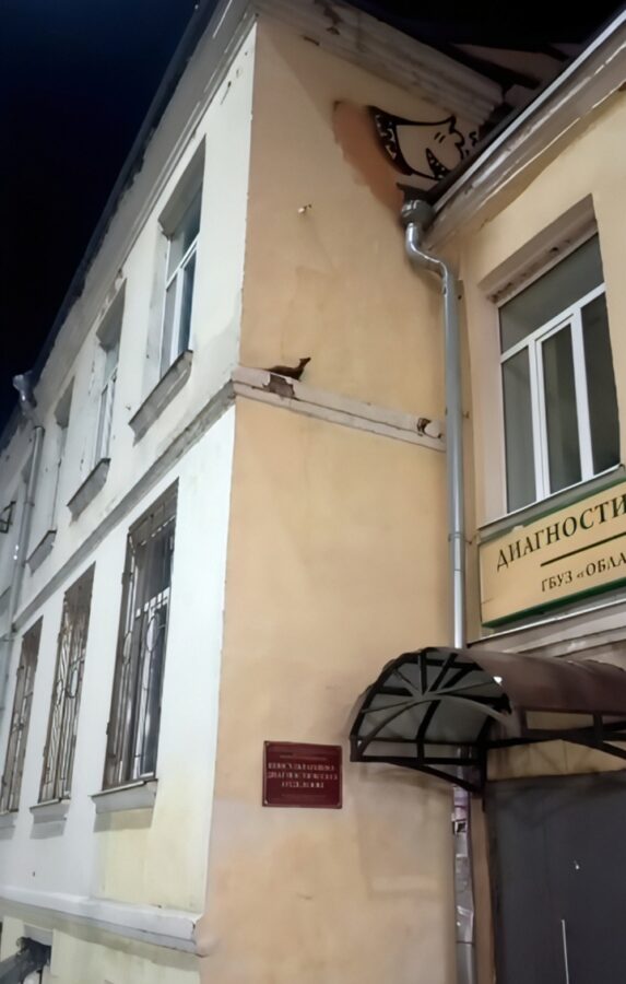 Жители Твери засняли на видео хищного зверя, гуляющего по центру города