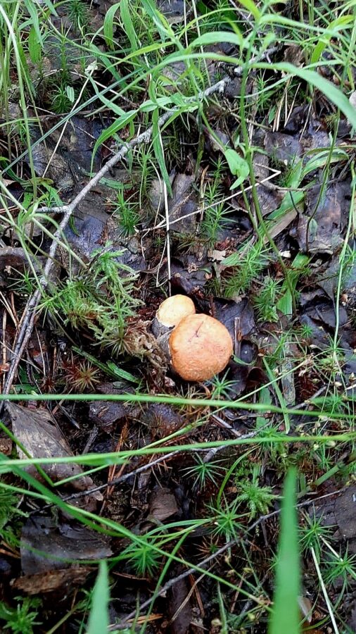 Дождались: во многих районах Тверской области пошли грибы