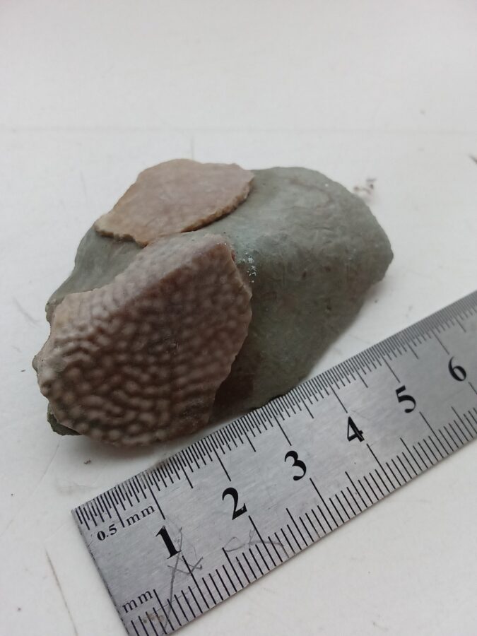 В Тверской области нашли спинной гребень и боковую кость антиарха