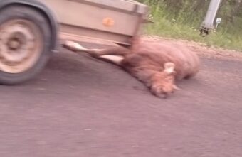 В Тверской области лось погиб под колесами автомобиля В Тверской области лось погиб под колесами автомобиля