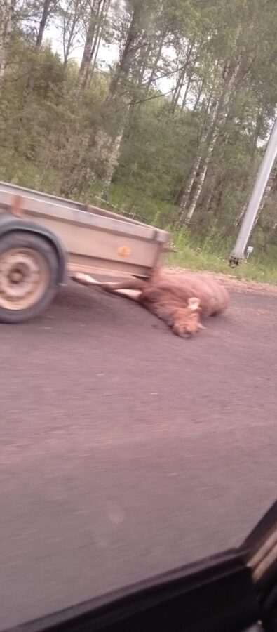 В Тверской области лось погиб под колесами автомобиля