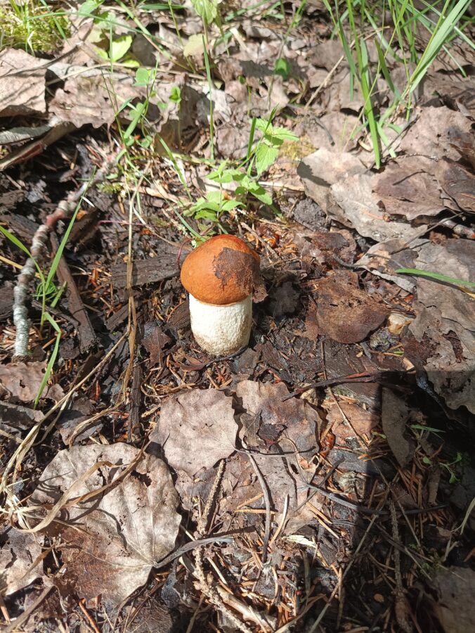 Дождались: во многих районах Тверской области пошли грибы