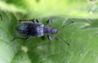 Тверскую область атакует аномальное количество вредителей