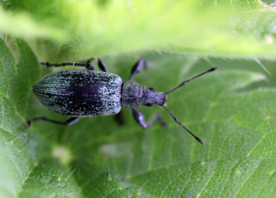 Тверскую область атакует аномальное количество вредителей