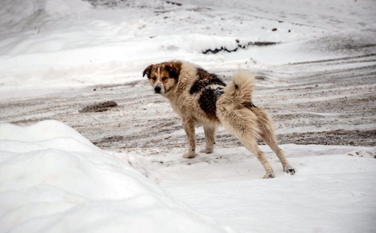 В Тверской области вынесли приговор садисту, который выколол глаза собаке