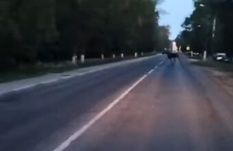 Жителей Твери предупредили о лосе в Пролетарском районе