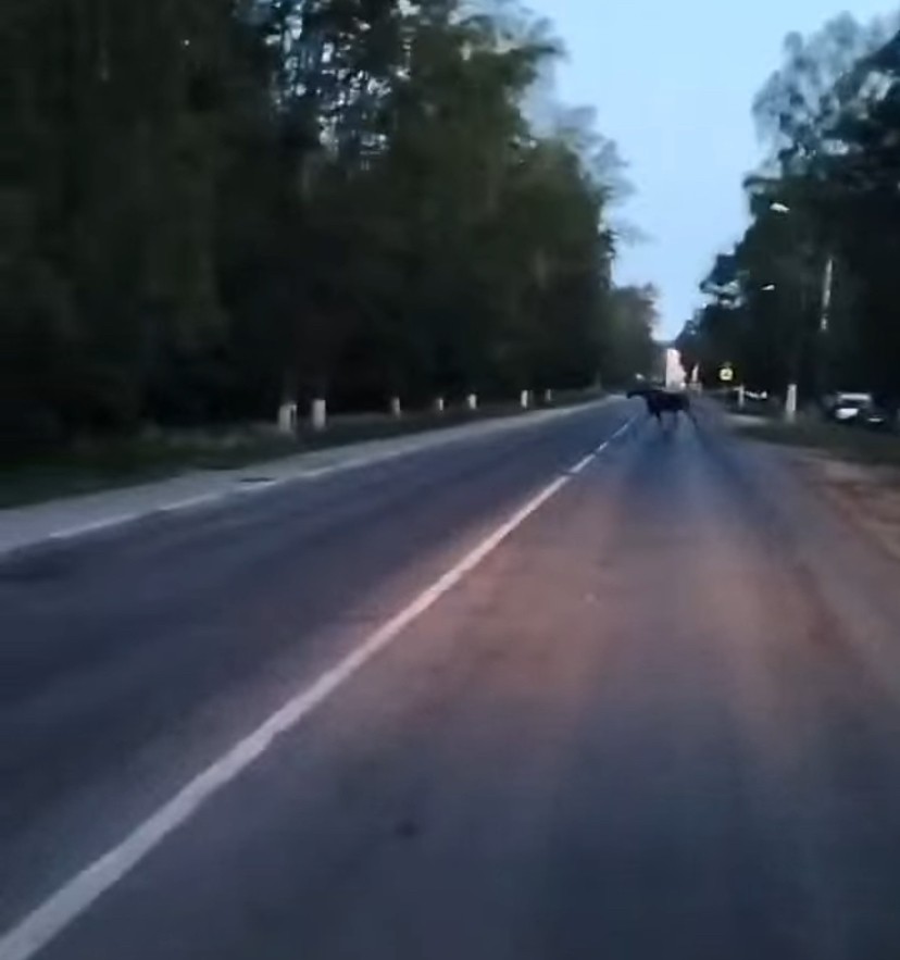 Жителей Твери предупредили о лосе в Пролетарском районе